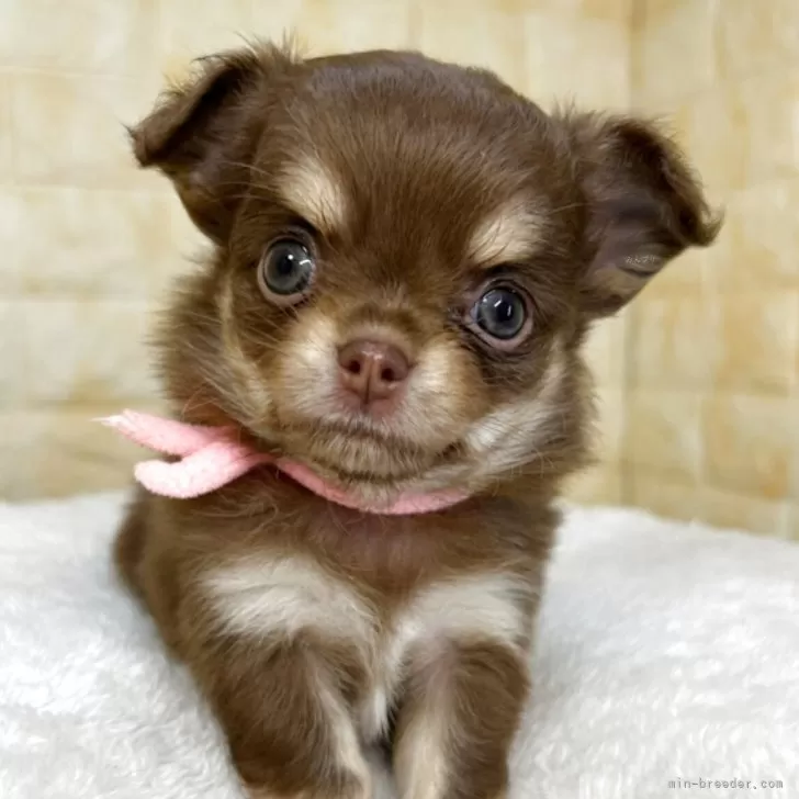 チワワ(ロング)【岐阜県・女の子・2025年9月22日・チョコ&amp;タン】の写真1