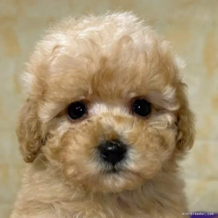 ID：2412-07628の子犬