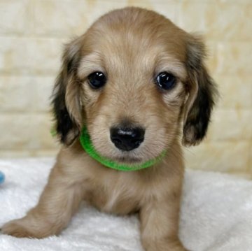 ミニチュアダックスフンド(ロング)【岐阜県・男の子・2025年9月26日・シェーデッドイエロー】の写真「🌟総額表示🌟２匹兄弟のおとこのこ👬」