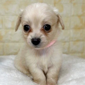 チワックス(チワワ×ダックスフンド)【岐阜県・女の子・2025年9月26日・クリーム】の写真「🌟総額表示🌟５匹兄妹の女の子👧🩷」