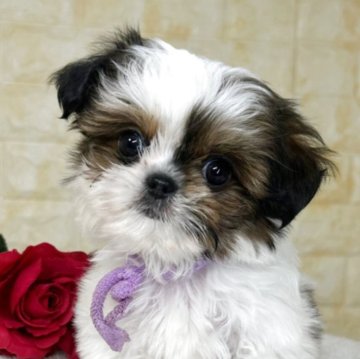 ミックス(チワワ×シーズー)【岐阜県・女の子・2025年10月6日・ホワイト&レッド】の写真「🌟総額表示🌟プリプリコロコロな女の子🍑」