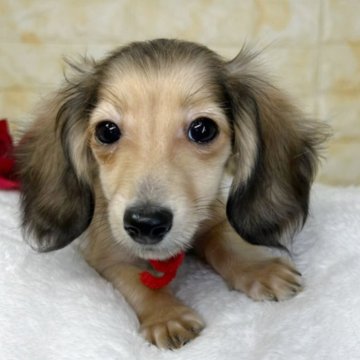 ミニチュアダックスフンド(ロング)【岐阜県・女の子・2025年8月18日・シェーデッドイエロー】の写真「🌟総額表示🌟キラキラおめめの可愛い女の子👧」