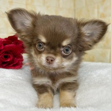 チワワ(ロング)【岐阜県・女の子・2025年9月22日・チョコ&タン】の写真「🌟総額表示🌟コロコロ美形３姉妹👶💗」