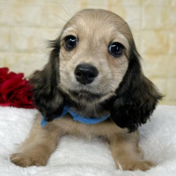 カニンヘンダックスフンド(ロング)【岐阜県・男の子・2025年9月30日・シェーデッドイエロー】の写真「🌟総額表示🌟ひとりっ子の男の子👦💙」