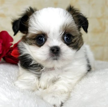 ミックス(チワワ×シーズー)【岐阜県・女の子・2025年10月6日・ホワイト&レッド】の写真「🌟総額表示🌟プリプリコロコロな女の子🍑」