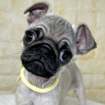 パグ【岐阜県・女の子・2025年8月31日・フォーン】の写真「🌟総額表示🌟６匹兄妹の女の子👧💛」