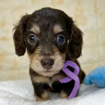 ミニチュアダックスフンド(ロング)【岐阜県・女の子・2025年9月19日・チョコ&イエロー】の写真「🌟総額表示🌟５匹兄妹の女の子👧」