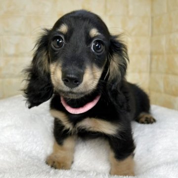 ミニチュアダックスフンド(ロング)【岐阜県・女の子・2025年8月11日・ブラック&イエロー】の写真「🌟総額表示🌟３匹兄妹のおんなのこ👧🩷」