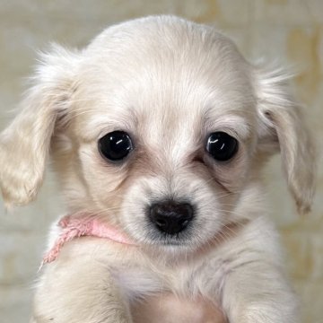 チワックス(チワワ×ダックスフンド)【岐阜県・女の子・2025年9月26日・クリーム】の写真「🌟総額表示🌟５匹兄妹の女の子👧🩷」