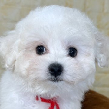 ビションフリーゼ【岐阜県・女の子・2025年9月13日・ホワイト】の写真「🌟総額表示🌟ニコイチ姉妹👭💗」