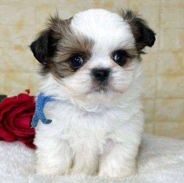 ミックス(チワワ×シーズー)【岐阜県・男の子・2025年10月6日・ホワイト&レッド】の写真「🌟総額表示🌟プリプリコロコロな男の子👦🍑」