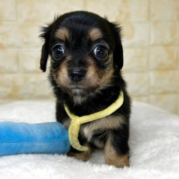 チワックス(チワワ×ダックスフンド)【岐阜県・男の子・2025年9月26日・ブラック&タン】の写真「🌟総額表示🌟５匹兄妹の男の子👦💛」