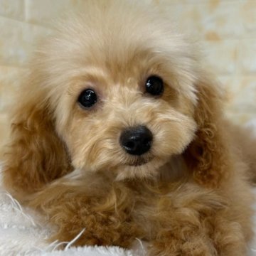 トイプードル(タイニー)【岐阜県・女の子・2024年11月11日・レッド】の写真「総額表示🌟小さな体で元気いっぱいな女の子です👼💗」