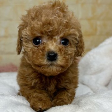 トイプードル(タイニー)【岐阜県・女の子・2024年12月28日・レッド】の写真「🌟総額表示🌟6匹兄妹の大家族😊😊」