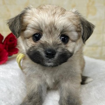 ミックス(ポメラニアン×ビションフリーゼ)【岐阜県・女の子・2025年10月2日・フォーン】の写真「🌟総額表示🌟５匹兄妹の女の子👧💛」