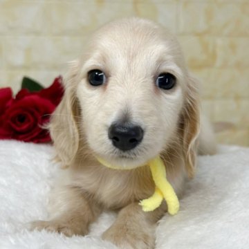 ミニチュアダックスフンド(ロング)【岐阜県・女の子・2025年10月18日・イエロー】の写真「🌟総額表示🌟キレイな毛色の女の子👧✨」