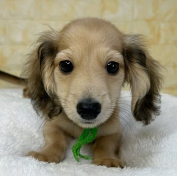 ミニチュアダックスフンド(ロング)【岐阜県・男の子・2025年8月12日・シェーデッドイエロー】の写真「🌟総額表示🌟イケメン2匹兄弟👶👶✨」