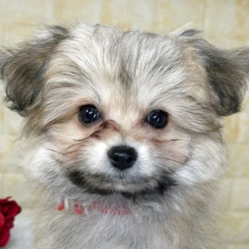 ミックス(ポメラニアン×ビションフリーゼ)【岐阜県・女の子・2025年10月2日・フォーン】の写真「🌟総額表示🌟５匹兄妹の女の子👧❤️」