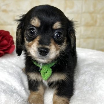 チワックス(チワワ×ダックスフンド)【岐阜県・男の子・2025年9月26日・ブラック&タン】の写真「🌟総額表示🌟５匹兄妹の男の子👦💚」