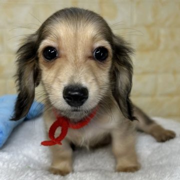 ミニチュアダックスフンド(ロング)【岐阜県・女の子・2025年8月18日・シェーデッドイエロー】の写真「🌟総額表示🌟キラキラおめめの可愛い女の子👧」