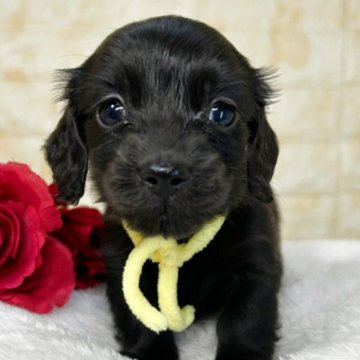 ミニチュアダックスフンド(ロング)【岐阜県・男の子・2025年11月1日・ブラックソリッド】の写真「🌟総額表示🌟5匹兄妹のおとこのこ👦💛」