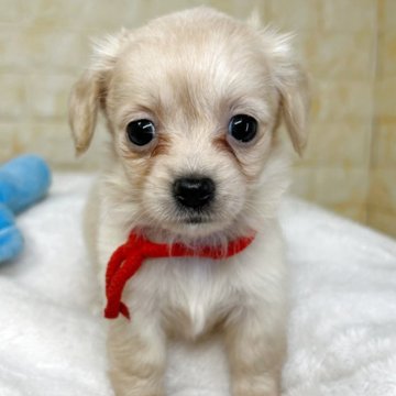 チワックス(チワワ×ダックスフンド)【岐阜県・女の子・2025年9月26日・クリーム】の写真「🌟総額表示🌟５匹兄妹の女の子👧❤️」