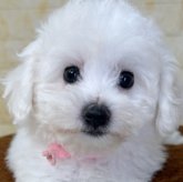 ビションフリーゼ