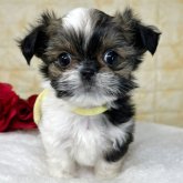 ミックス(チワワ×シーズー)