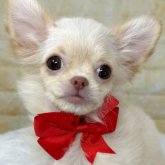 チワワ(ロング)