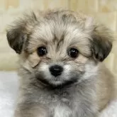 ミックス(ポメラニアン×ビションフリーゼ)【岐阜県・女の子・2025年10月2日・フォーン】の写真1