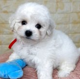 ビションフリーゼ