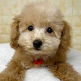 トイプードル(トイ)