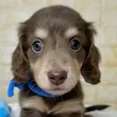 カニンヘンダックスフンド(ロング)【岐阜県・男の子・2025年6月12日・チョコ&イエロー】の写真1