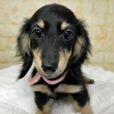 ミニチュアダックスフンド(ロング)