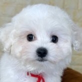 ビションフリーゼ