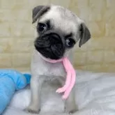 パグ
