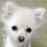 ポメラニアン【岐阜県・女の子・2025年7月7日・クリーム】の写真1