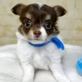 チワワ(ロング)
