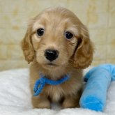 ミニチュアダックスフンド(ロング)