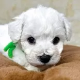 ビションフリーゼ