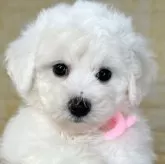 ビションフリーゼ