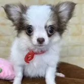 チワワ(ロング)