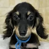 ミニチュアダックスフンド(ロング)【岐阜県・男の子・2025年8月11日・ブラック&イエロー】の写真1