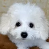 ビションフリーゼ