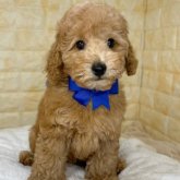 トイプードル(トイ)