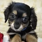 チワックス(チワワ×ダックスフンド)【岐阜県・男の子・2025年9月26日・ブラック&タン】の写真1