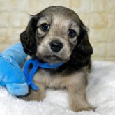 カニンヘンダックスフンド(ロング)