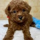 タイニープードル【岐阜県・女の子・2024年10月23日・レッド】の写真1