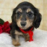 ミニチュアダックスフンド(ロング)