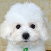 ビションフリーゼ